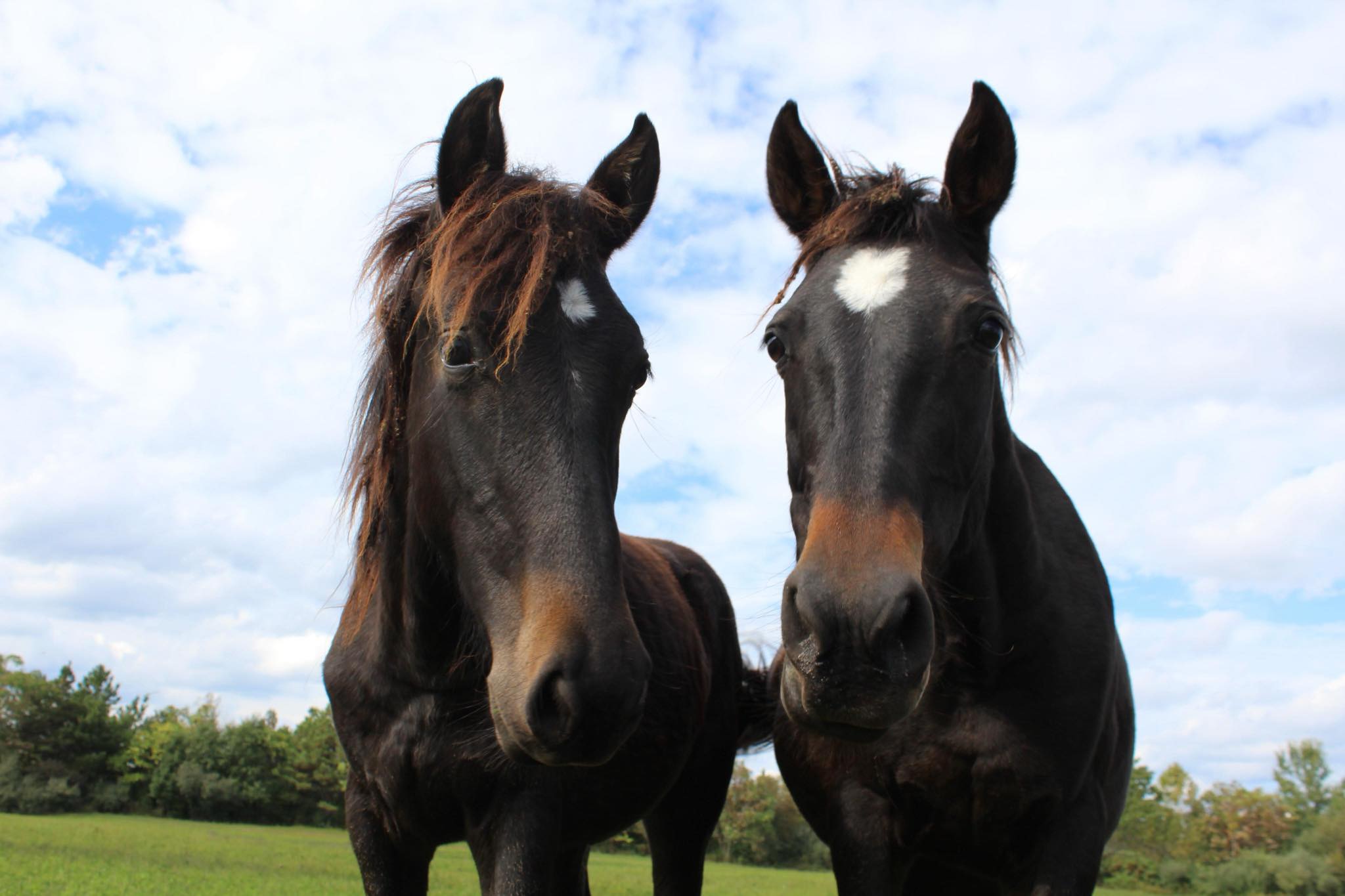 Free roaming horses of Eastern Kentucky