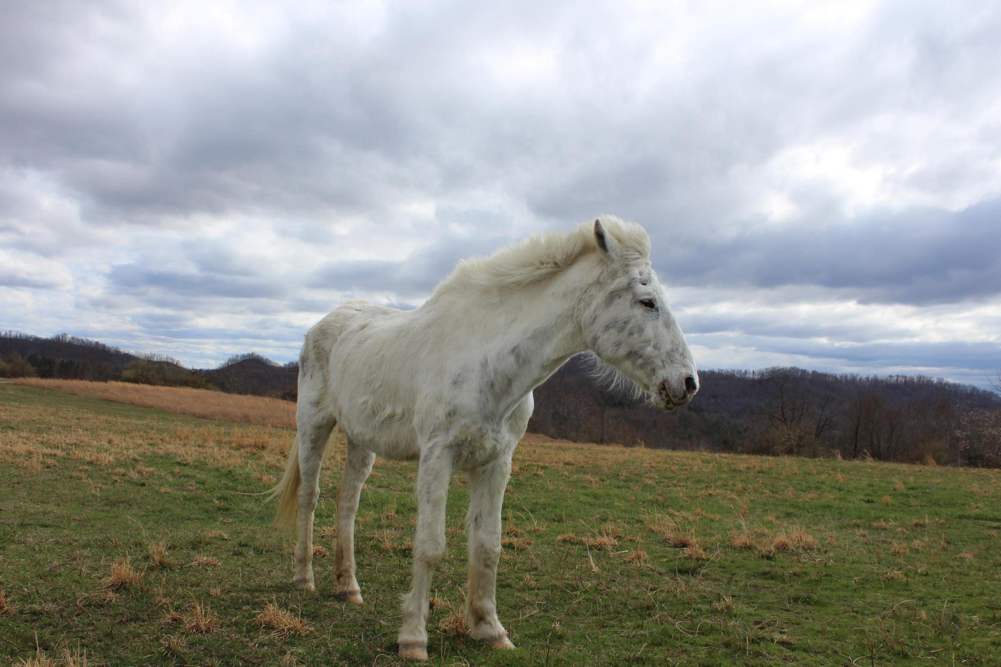 Free roaming horses of Eastern Kentucky