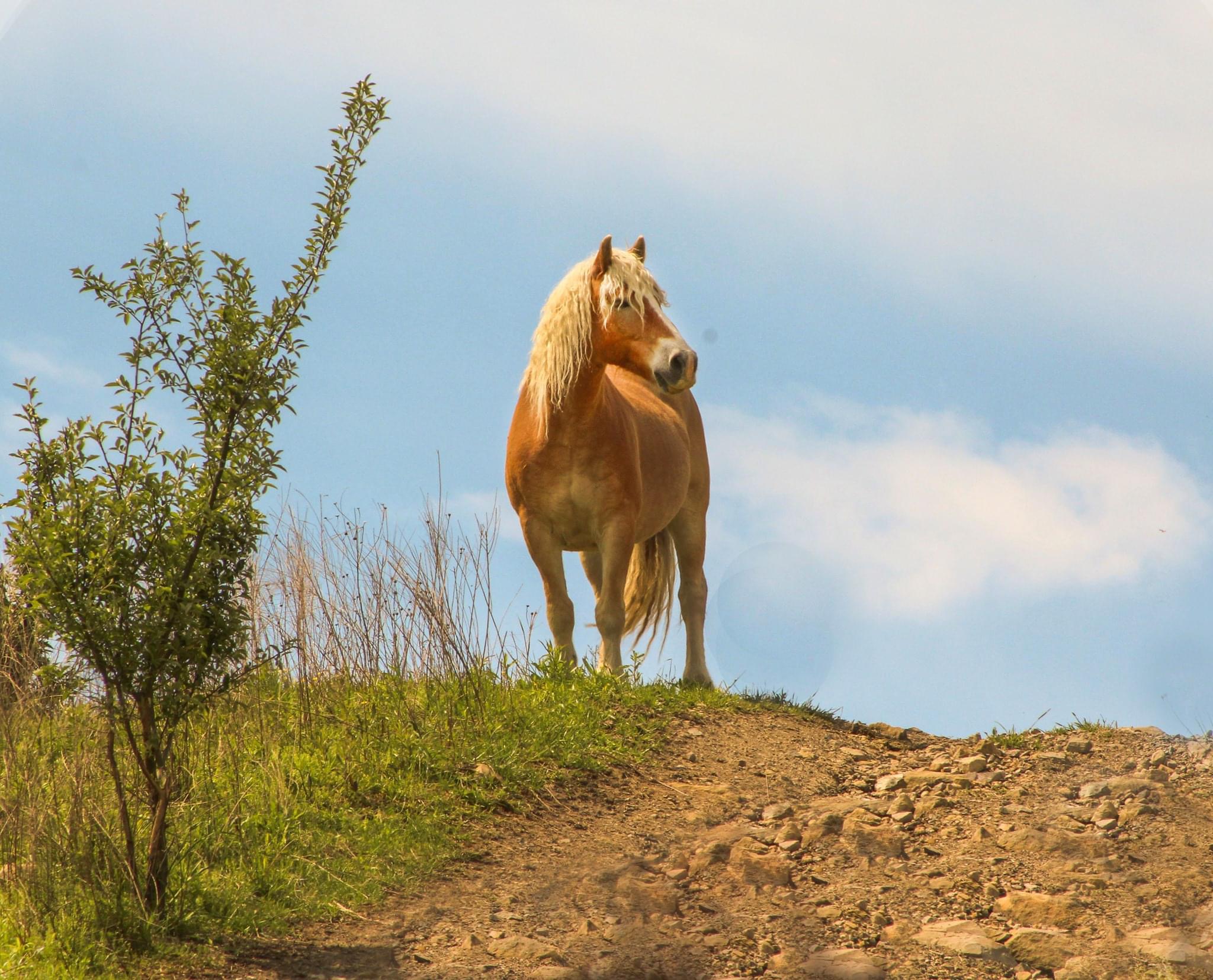 Free roaming horses of Eastern Kentucky