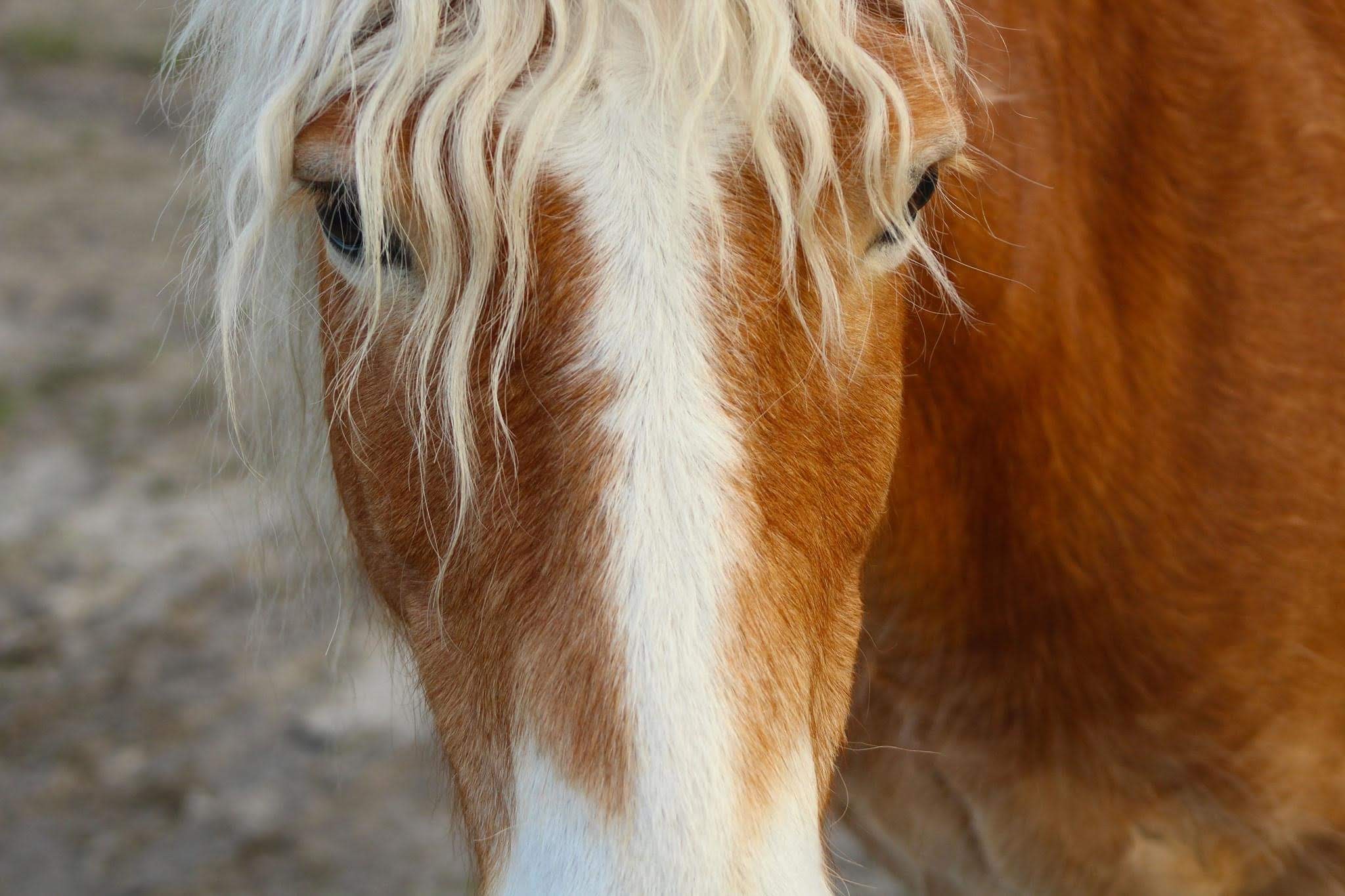 Free roaming horses of Eastern Kentucky