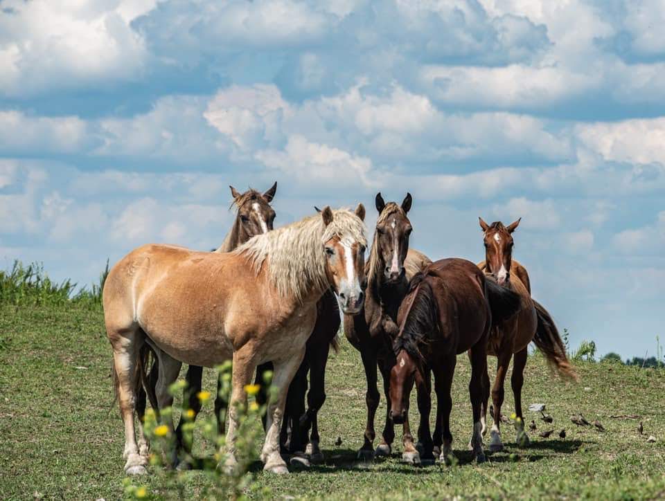 Free roaming horses of Eastern Kentucky