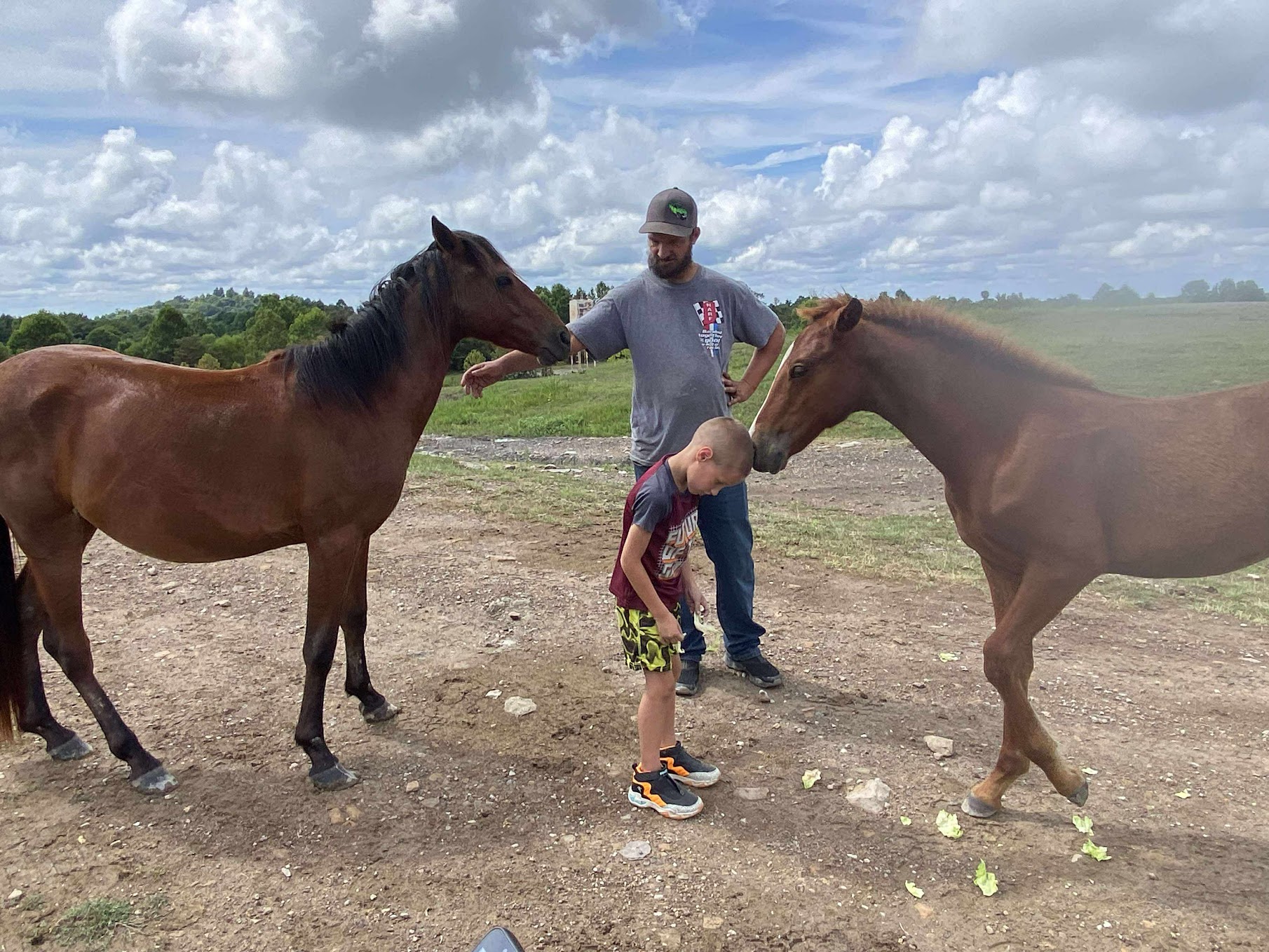Free roaming horses of Eastern Kentucky
